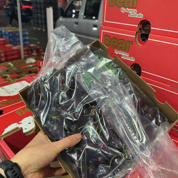 Bear ice bear cherry 5kg (net weight) 3j