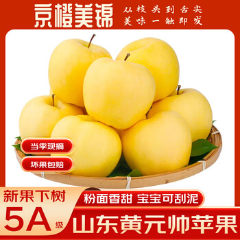 Jingcheng meijin shandong yantai huang yuanshuai apple fresh seasonal fruit golden handsome yellow banana apple flour baby can scrape mud with box 9.5-10 catties large fruit 80-90mm selected