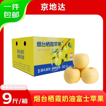 Jingdida yantai qixia apple cream fuji apple net weight 9 pounds 85 grade large fruit yantai apple fruit straight from the source