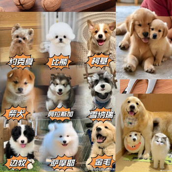 He jiagong pecan clamp household sheller tool multifunctional nut opening artifact pine nut hazelnut shell opener pliers aluminum alloy anti-slip four-port clamp delivery needle