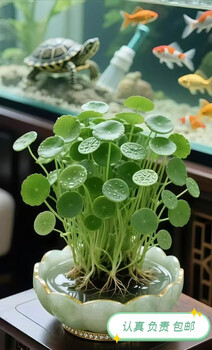 Ugreen type-c data cable double elbow pd100w fast charge single elbow charging cable data cable iphe1 single elbow 2 meters 70645