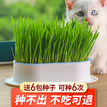 Crazy owner cat grass + 6 bags of wheat seed potted soilless hydroponic mint hair removal balls to help eliminate hair cat snacks for young cats