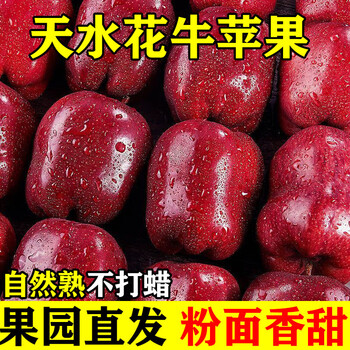 Guguoxian gansu tianshui huaniu apple seasonal fresh snake red fruit baby food complementary food for the elderly crispy noodles scrape apple gift box 9 jin pack net weight 8.5 jin extra large fruit single fruit over 85mm