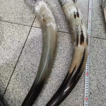 Meng yier horn cup mongolian cup pendant ceremonial wine cup alliance inner mongolia stage props mongolian meal crafts mongolian large cow (length about 70 cm, the price of one