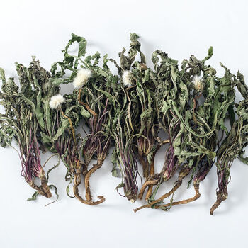 Ganxiangpo dandelion dry goods whole plant dandelion tea dandelion root tea natural bulk whole root whole plant dandelion 1000g