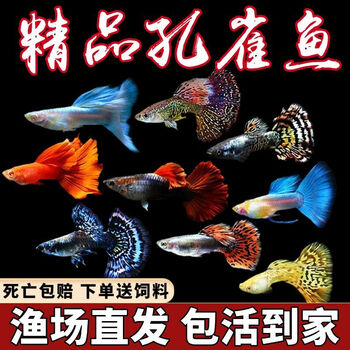 Pamper guppies, ornamental fish, tropical fish, anchovies, zebrafish, cold water fish, ornamental fish, betta fish, durable and easy to raise goldfish. 18 varieties randomly sent, 2 pieces for loss, 2-4cm, direct sales from own fishery, quality assurance