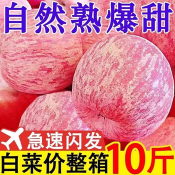 2024 sweet shaanxi authentic red fuji apple fresh crisp sweet rock sugar apple seasonal fruit whole box wholesale direct delivery from origin - net weight 8 jin packed large fruit 70-75mm