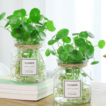 Dazhili hydroponic vase with plants, transparent glass vase, hydroponic copper money grass, water cultured pothos hyacinth vase, fresh cylindrical style, 2 pieces (copper money grass roots + colored stones), see the details page