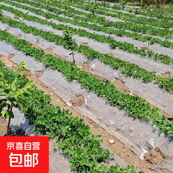 White mulch film for agricultural insulation and moisturizing, white mulch film for greenhouses, vegetable seeds for winter, black engineering film, white zero cut, 1 wire thick, 3 meters wide x 10 meters long (folded 1.5 meters wide and double layer)