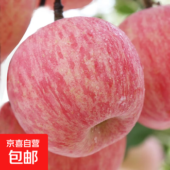 Hot selling red fuji apple fresh fruit pregnant women’s boutique high quality large fruit fresh gift box free shipping crispy and sweet whole box 3 jin 70-80mm