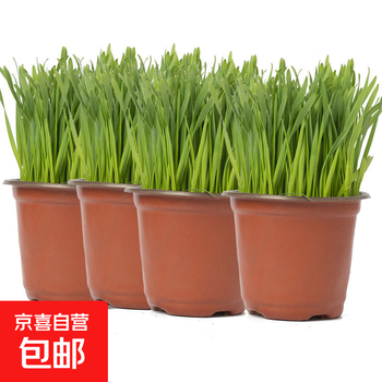 Natural cat grass has been planted in pots, sprouted and grown well, cat supplies collection, hair removal balls, cat snacks, seeds, catnip, 4 simple pots (already grown and ready to eat)