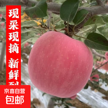2025 authentic shaanxi red fuji freshly picked hair crispy, sweet, juicy, orchard straightening suitable for all ages, 10 jin in box