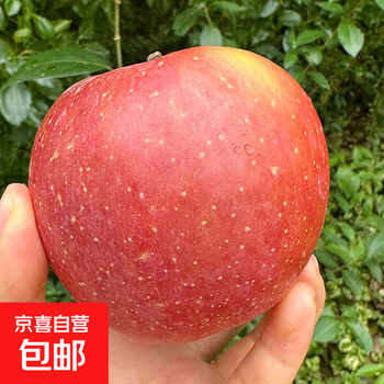 Fresh fruits of the season, authentic candy apples, straight-haired ugly apples from zhaotong, yunnan, sweet and crisp fruit gift box, high-quality large fruits 80-85mm, 10 catties in box