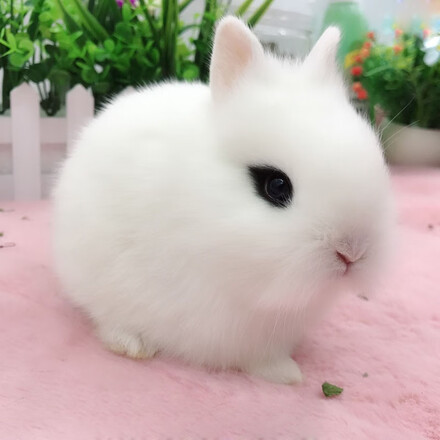 double yellow宠物兔子活体垂耳兔黄色宝宝茶杯兔道奇侏儒兔幼崽灰色