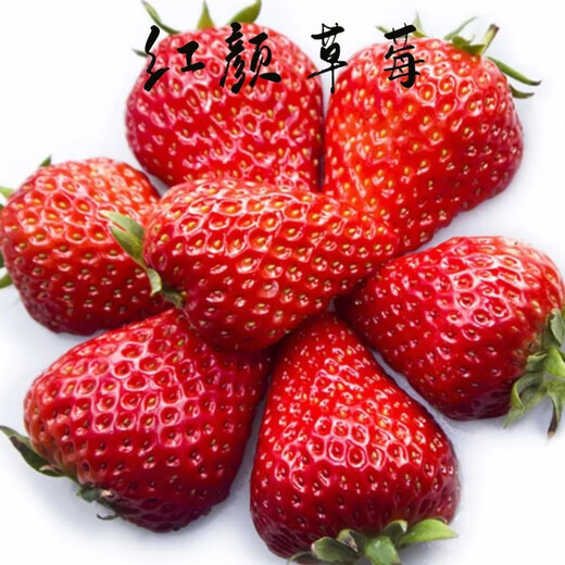 Strawberry seedlings shipped from original soil, flowering and big fruit, cream strawberry seedlings for four seasons, wholesale of current year fruit plug seedlings, 6 red strawberries, shipped from original soil + fertilizer