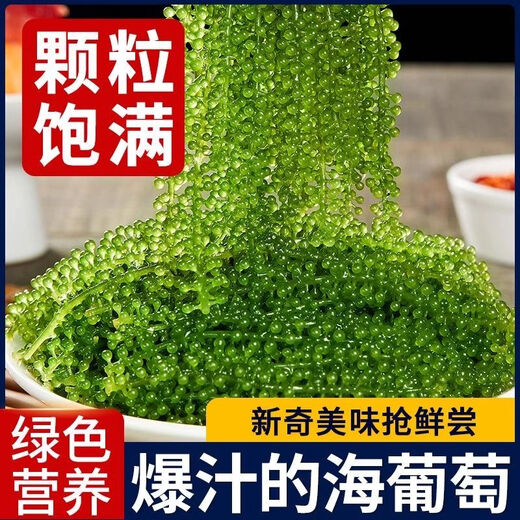 盐渍海葡萄泡发食用 儿童海藻菜海洋蔬菜海草 海葡萄100g*10袋【送芥末酱油】
