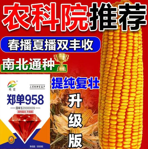 Zhengdan 958 national-approved high-yielding corn seed Zhengdan 958 Daquan big stick white shaft resistance to lodging and drought resistance short stem bract Academy of Agricultural Sciences Mi Kefeng Zhengdan 958 1 bag 4Jin Jin is equal to 0.5 kg
