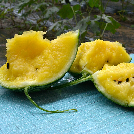 Zhongke Maohua Melon Fruit Seed Maohua Little Golden Orchid Gift Watermelon Seed Flower Skin Yellow Flesh Super Xiaofeng Seed Super Sweet Jinfu K8 Maohua Little Golden Orchid 20 capsules/bag
