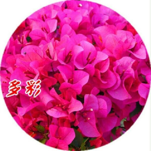 Bougainvillea seeds Bougainvillea seeds Bougainvillea flower seeds Bougainvillea flower seeds Potted Four Seasons Eight Pink Diamonds 100 capsules