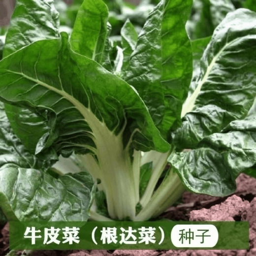 Xinning Brassicae Seeds for human consumption, white stems, large broad leaves, thick skin, high-yielding all-season old variety, Spring Brassica Genda Vegetable Seeds, Broad-leaf Brassicae 4 packs, 6 packs available (40 people choose)