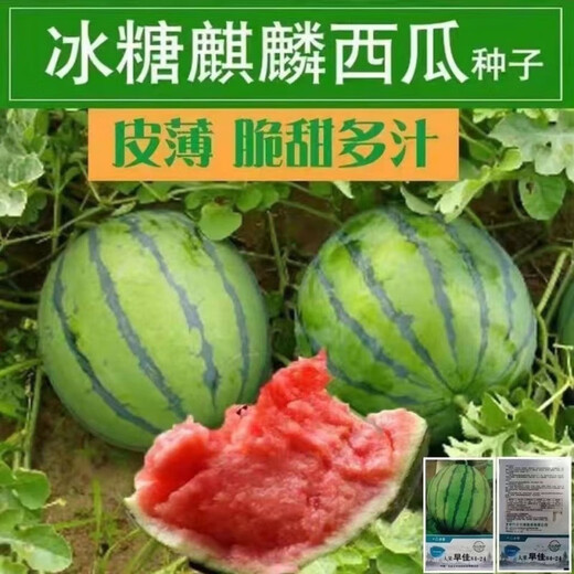 8424 Kirin Watermelon Seeds Thin-skinned Sowing Heat-resistant Southern New Variety Extra Large Super Melon 8424 Kirin Watermelon Seeds Premium Original Factory Pack of 5 Packs (About 150 Pieces) + Songpin