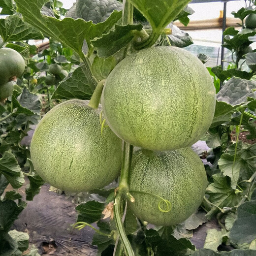 Shouhe Emerald Sweet Melon Seeds Thin Skin Green Skin Green Flesh Four Seasons Potted Shouguang Seeds Emerald Melon Seeds 50g