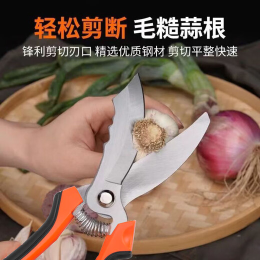 Dedong special garlic scissors for cutting garlic, garlic scissors, garlic scissors, cutting garlic roots, trimming garlic stems, onion segments, onion scissors, special knife for household use, straight-blade garlic scissors