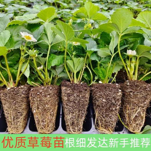 Strawberry seedlings shipped from original soil, flowering and big fruit, cream strawberry seedlings for four seasons, wholesale of current year fruit plug seedlings, 6 Suizhu strawberries, shipped from original soil + fertilizer