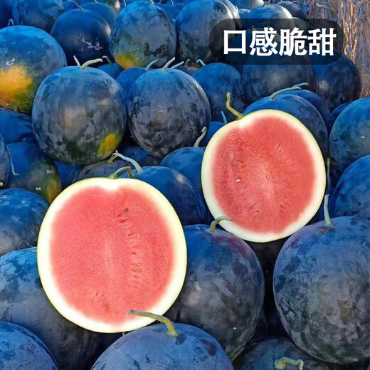 Fengming Yashi black seedless watermelon seeds thin skin large super sweet southern seedless black watermelon seeds 100 capsules