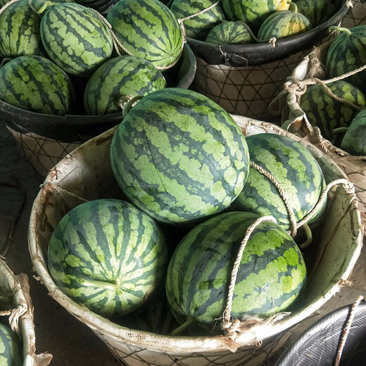 Shouhe crunchy type 8424 watermelon seeds, early mature, thin-skinned, summer and autumn seeds, watermelon seeds, 8424 watermelon seeds, 40 seeds + 5 seedlings