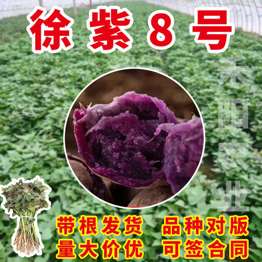 High-yielding sweet potato seedlings, sweet potato seedlings, watermelon red seedlings, honey sweet potato bud seedlings, roasted sweet potato seedlings, ground planting S3.