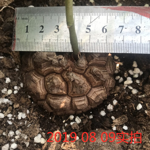 South African turtle-shelled dragon succulent plant seed seedling soil imported rare root tuber one thing one shot Dioscorea species guaranteed South African turtle-shelled dragon 1-1.5cm randomly selected with pots good with potted plants