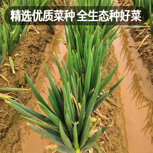 Fengming Yashi Shandong Zhangqiu green onion seeds all-season cold-resistant vegetables field planting long white green onion seeds 10 grams