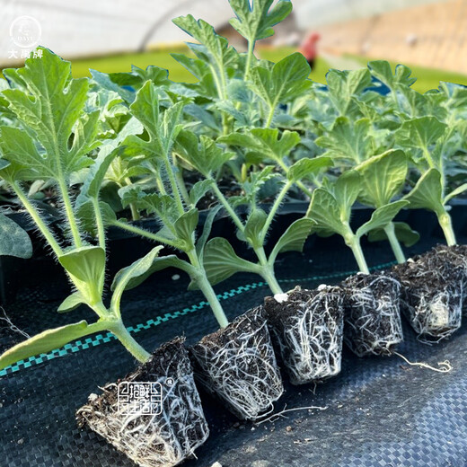 Dayu 8424 watermelon seeds are suitable for southern rock sugar unicorn melon seeds, early-maturing and thin-skinned 8424 watermelon seedlings with soil seedlings and 5 seedlings
