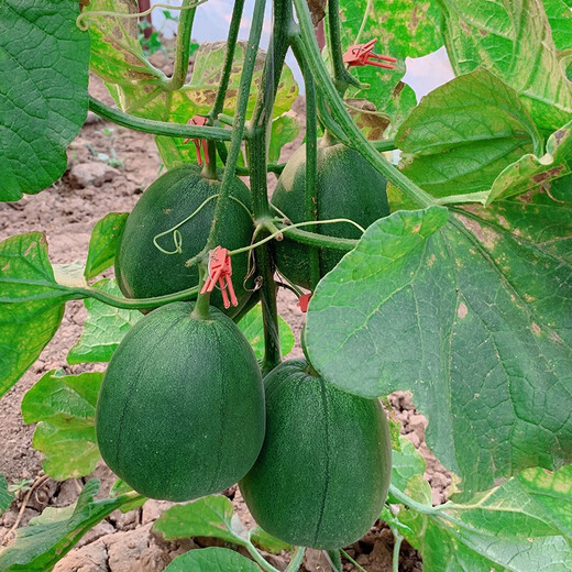 Zhongke Maohua Fruit Seed Green Melon Seed Emerald South Korea Emerald Jade Green Skin Green Flesh Melon Seed South Korea Emerald 50 capsules/bag Trial Pack Dark Green Skin