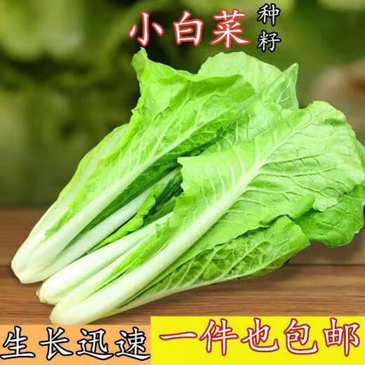 Early maturing creamy cabbage seeds. Vegetable seeds for sowing in all seasons in spring, summer and autumn. Vegetables grown in balcony fields. Planting at 15 degrees for all seasons. Creamy cabbage seeds. Selected 1 pack of approximately 1112 seeds.