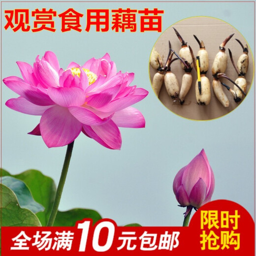 Rose Love High Yield Edible Lotus Root Seedlings Lotus Root Ornamental Lotus Pond Lotus Root Hydroponic Rice Field Fish Pond Deep Water Shallow Water Lotus Giant Edible Vegetable Lotus Root [Soup. Super Powder] Bare Root Without Soil