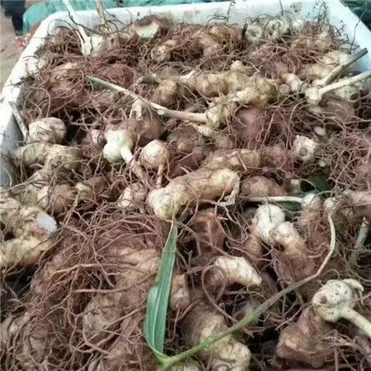 Authentic Medicinal Materials Polygonatum Seeds Chicken Head Polygonatum Tiger Ginger Chicken Claw Ginseng Claw Ginseng Yellow Pheasant Seeds Polygonatum Seeds 1000 capsules