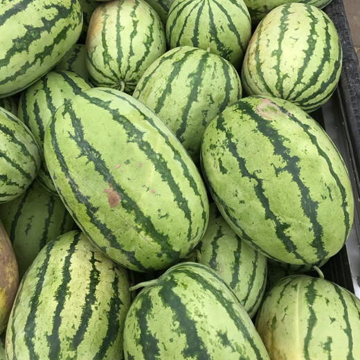 Shouhe Lazy Man Watermelon Seed Lazy Man King Melon Extra Large Spring No Pruning Lazy Man Fruit Seedling Southern Sweet Qishan Sweet No. 8 Lazy Man Watermelon Seed 50 capsules 5