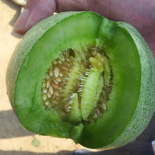 Zhongke Maohua Fruit Seed Green Melon Seed Emerald South Korea Emerald Jade Green Skin Green Flesh Melon Seed South Korea Emerald 50 capsules/bag Trial Pack Dark Green Skin