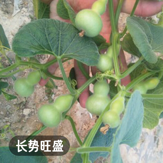 Fengming Yashi miniature gourd seeds Wenwan gourd seeds balcony courtyard four-season planting hand-twisted small gourd seeds 10 capsules