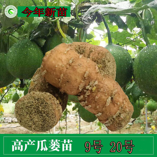 Kludong 24 Tianzhu Mountain new seedlings Trichosanthes melon seedlings No. 9 seedlings No. 20 melon seedlings root seedlings Chinese medicinal materials hanging melon seed seedlings Gualou seedlings No. 20 live seedlings 5