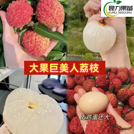 The latest variety of Xiantao lychee seedlings, Jumeiren grafted lychee seedlings, can be planted in pots and ground in the north and south. Results in the same year. High seedling survival rate in 3 years. Thickness: 1-1.2cm. Jumeiren lychee seedlings.