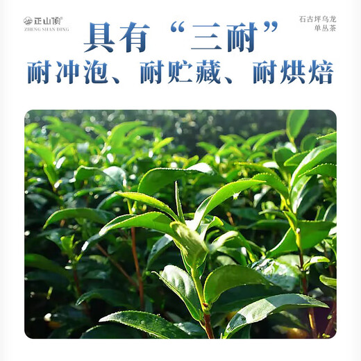 正山顶乌龙茶顶蓝凤凰单枞石古坪乌龙特级500g足火茶叶礼盒装畲族传承