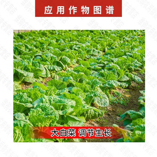 Guoguang Tiandu 8% Aminobutyl Acetate, Aminobutyl Acetate, Chinese Cabbage Promotes Growth, Acetyl Acetate Growth Regulator 10g*5 Bags