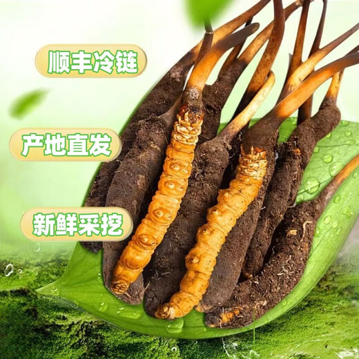 Cordyceps frais Sinensis Verrouillage sous vide Emballage frais Sf Express Chaîne froide Origine droite Sélection de cheveux Big Gras