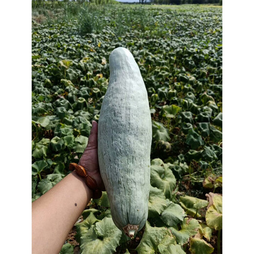 Xuli noble pumpkin seeds