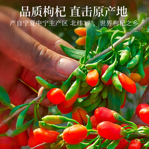 纯耕红枸杞子头茬特优级大果枸杞500g新货宁夏中宁免洗枸杞茶构苟杞茶
