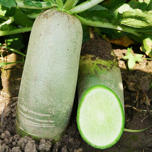 Shouhe radish seeds autumn sowing radish northern winter and spring fruit sowing vegetable seeds field planting seeds rapeseed Gancui Shawo radish seeds 10gx3 pack