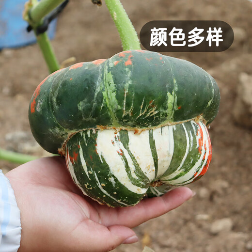 Fengming Yashi Picking Garden Incense Melon Seeds Four Seasons Sowing Ornamental Toys Small Pumpkin Seeds Incense Melon Seeds 10 capsules